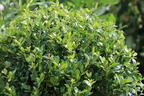 ILEX SELECT DARK GREEN BLOND DARK STAR DARK GREEN BLOND ® (Kugel) - Ilex crenata ILEX SELECT DARK GREEN BLOND DARK STAR DARK GREEN BLOND ® (Kugel)
