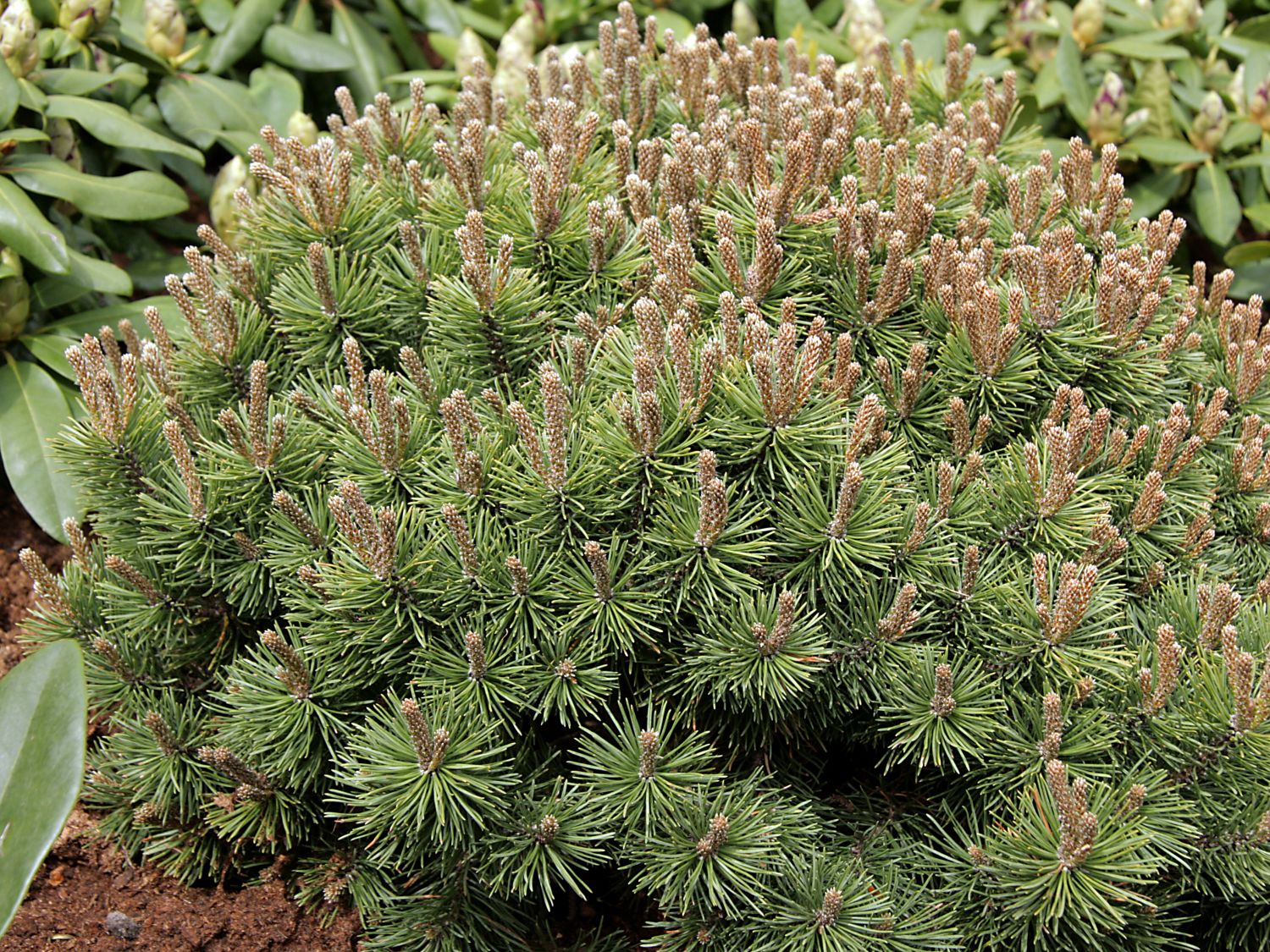 Kugel-Kiefer 'Mini Mops'