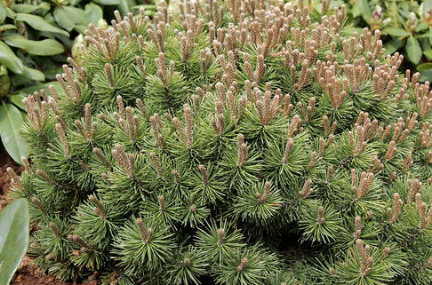 Kugel-Kiefer 'Mini Mops' - Pinus mugo 'Mini Mops'