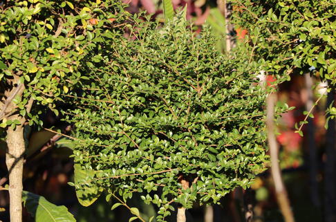Kugel-Liguster - Ligustrum delavayanum