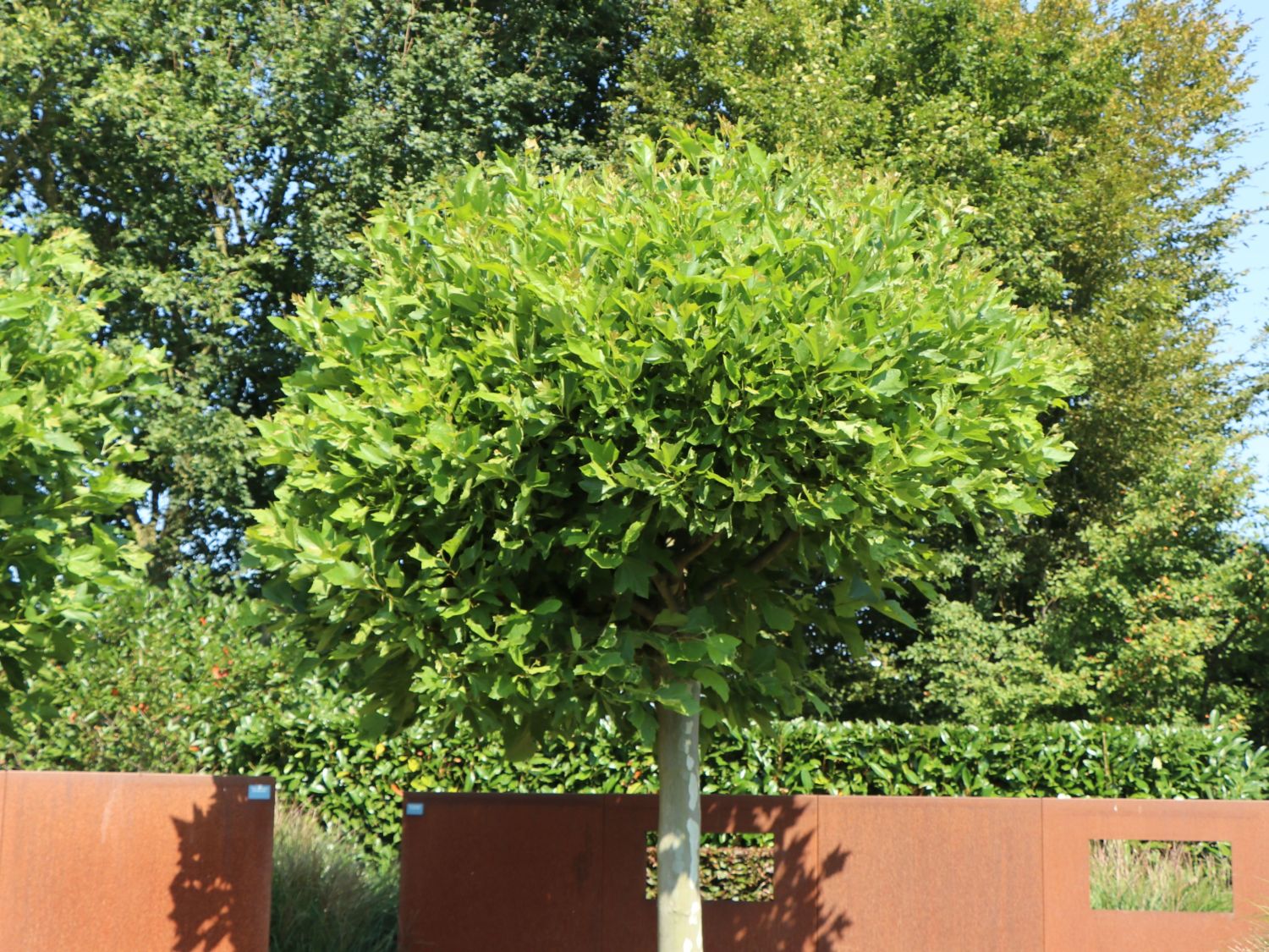 Kugel-Platane 'Alphens Globe' - Platanus acerifolia 'Alphens Globe'