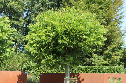 Kugel-Platane 'Alphens Globe' - Platanus acerifolia 'Alphens Globe'