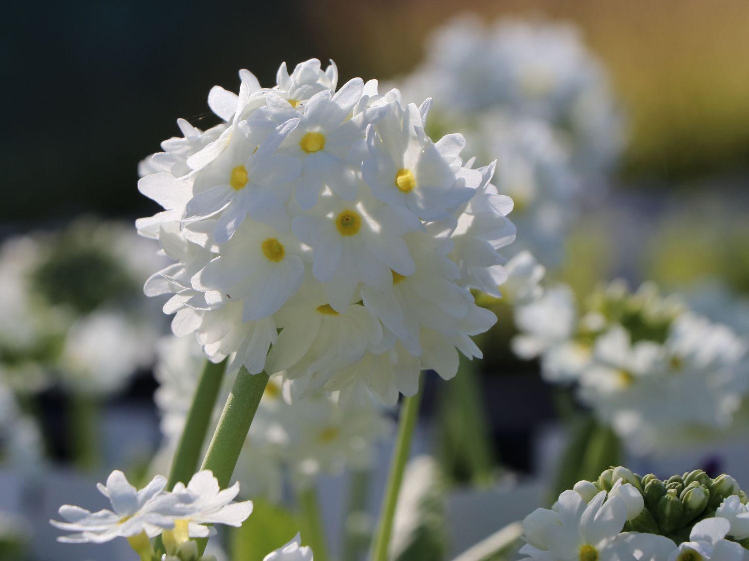 Kugel-Primel 'Alba' - Primula denticulata 'Alba'