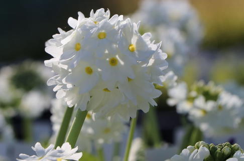 Kugel-Primel 'Alba' - Primula denticulata 'Alba'