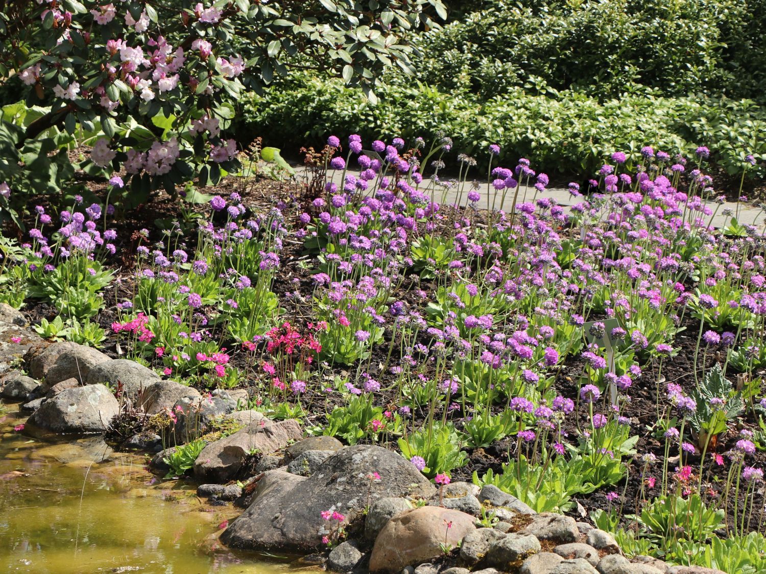 Kugel Primel - Primula denticulata