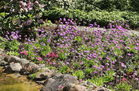 Kugel Primel - Primula denticulata