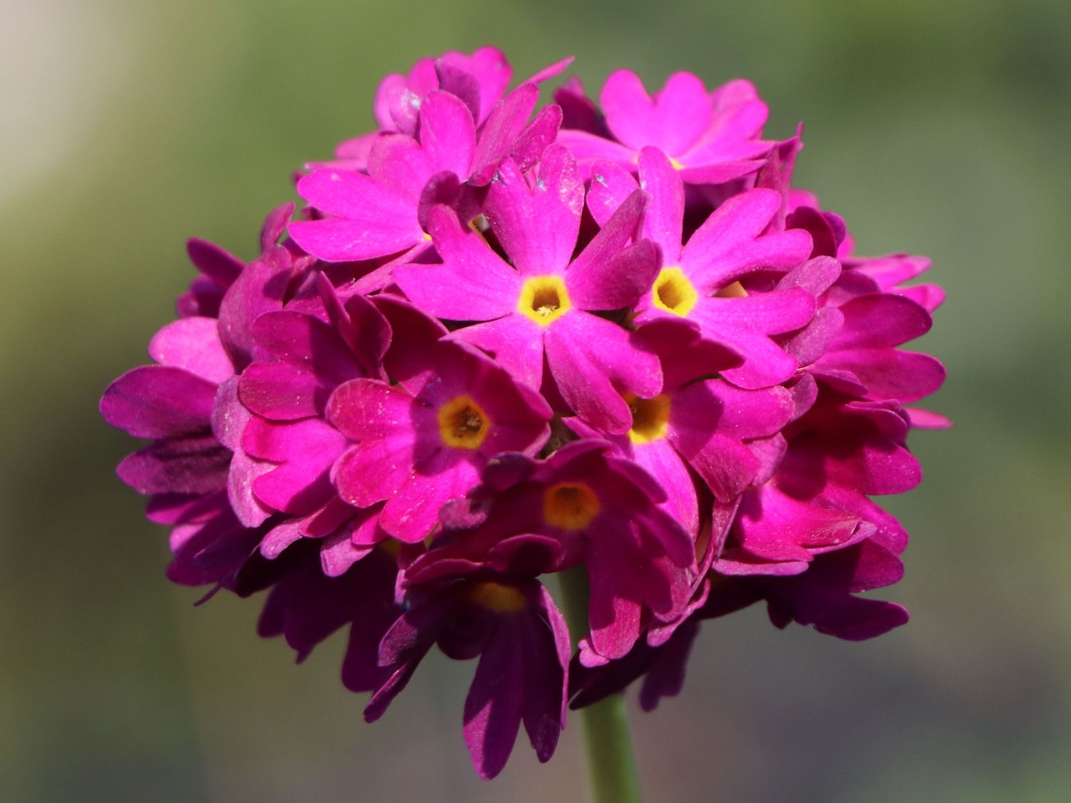 Kugel-Primel 'Rubin' - Primula denticulata 'Rubin'