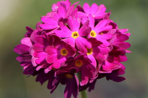 Kugel-Primel 'Rubin' - Primula denticulata 'Rubin'