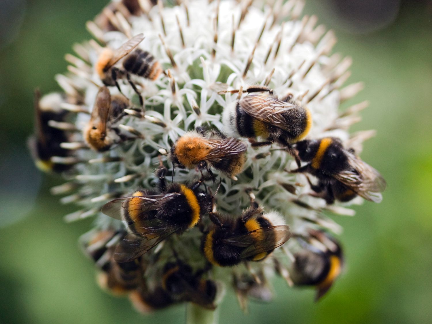 Kugeldistel 'Albus' - Echinops bannaticus 'Albus'