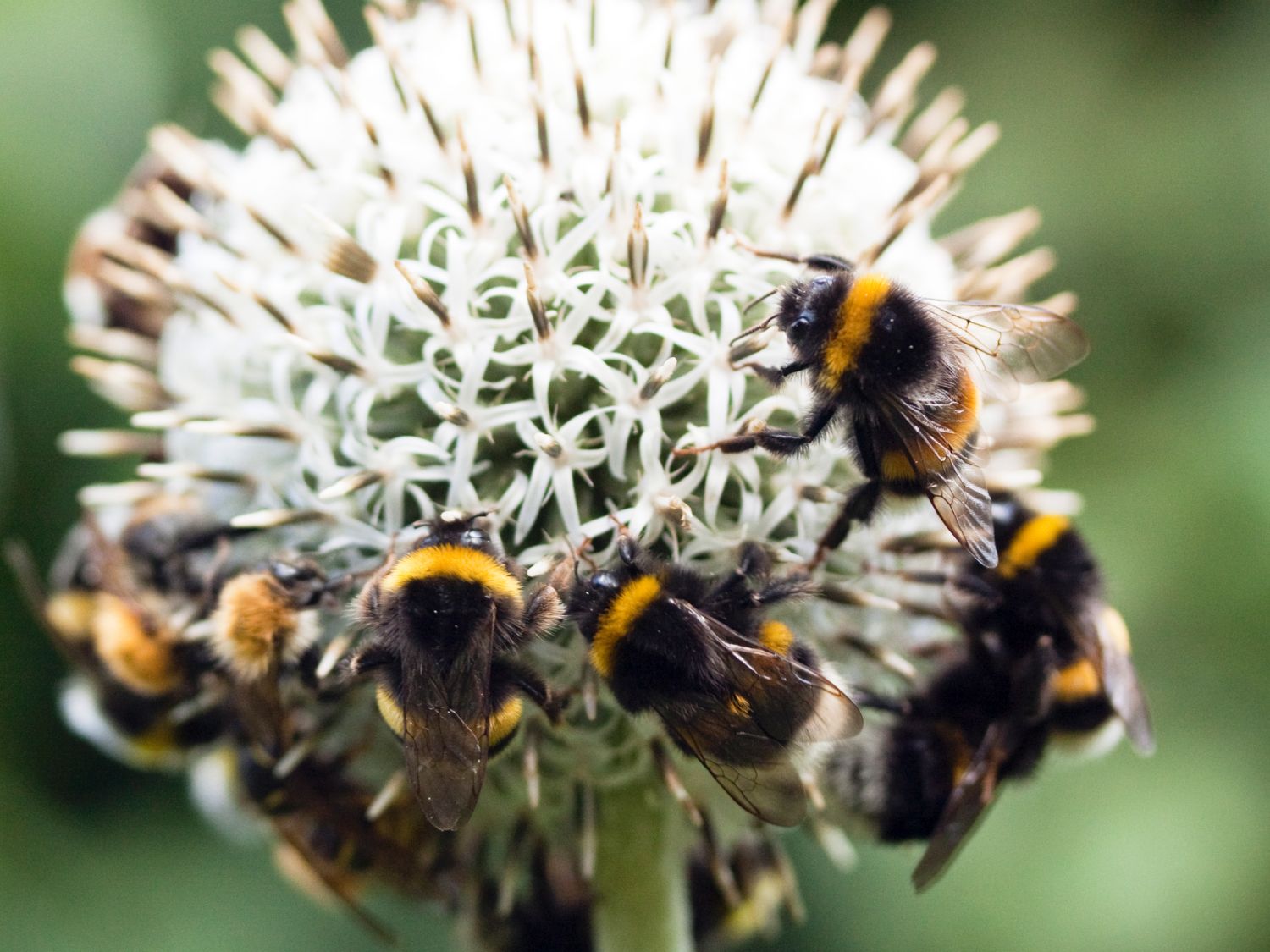 Kugeldistel 'Albus' - Echinops bannaticus 'Albus'