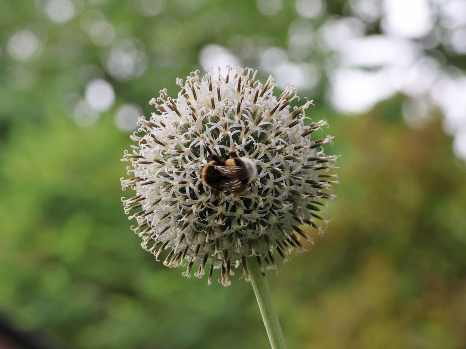 Kugeldistel 'Albus' - Echinops bannaticus 'Albus'