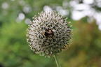 Kugeldistel 'Albus' - Echinops bannaticus 'Albus'