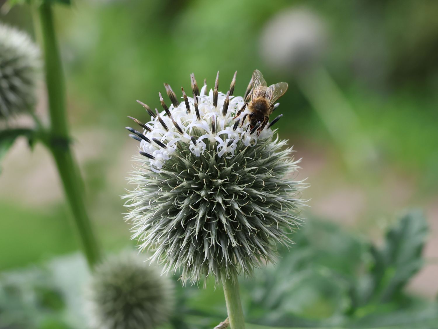 Kugeldistel 'Albus' - Echinops bannaticus 'Albus'