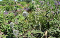 Kugeldistel 'Artic Glow'