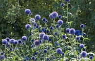 Kugeldistel 'Blue Glow'