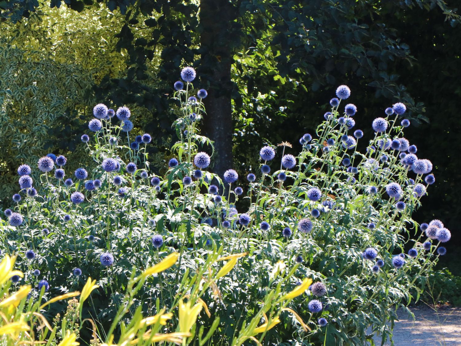 Kugeldistel 'Blue Glow' - Echinops bannaticus 'Blue Glow'