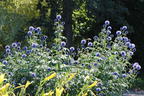 Kugeldistel 'Blue Glow' - Echinops bannaticus 'Blue Glow'