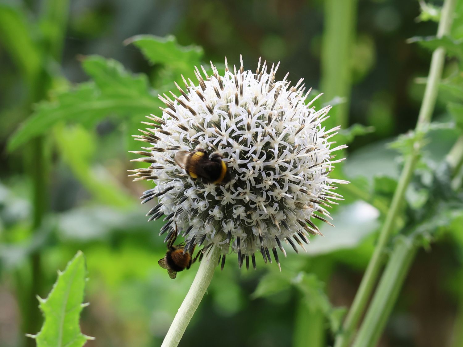 Kugeldistel 'Star Frost' - Echinops bannaticus 'Star Frost'