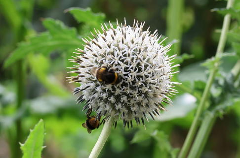 Kugeldistel 'Star Frost' - Echinops bannaticus 'Star Frost'