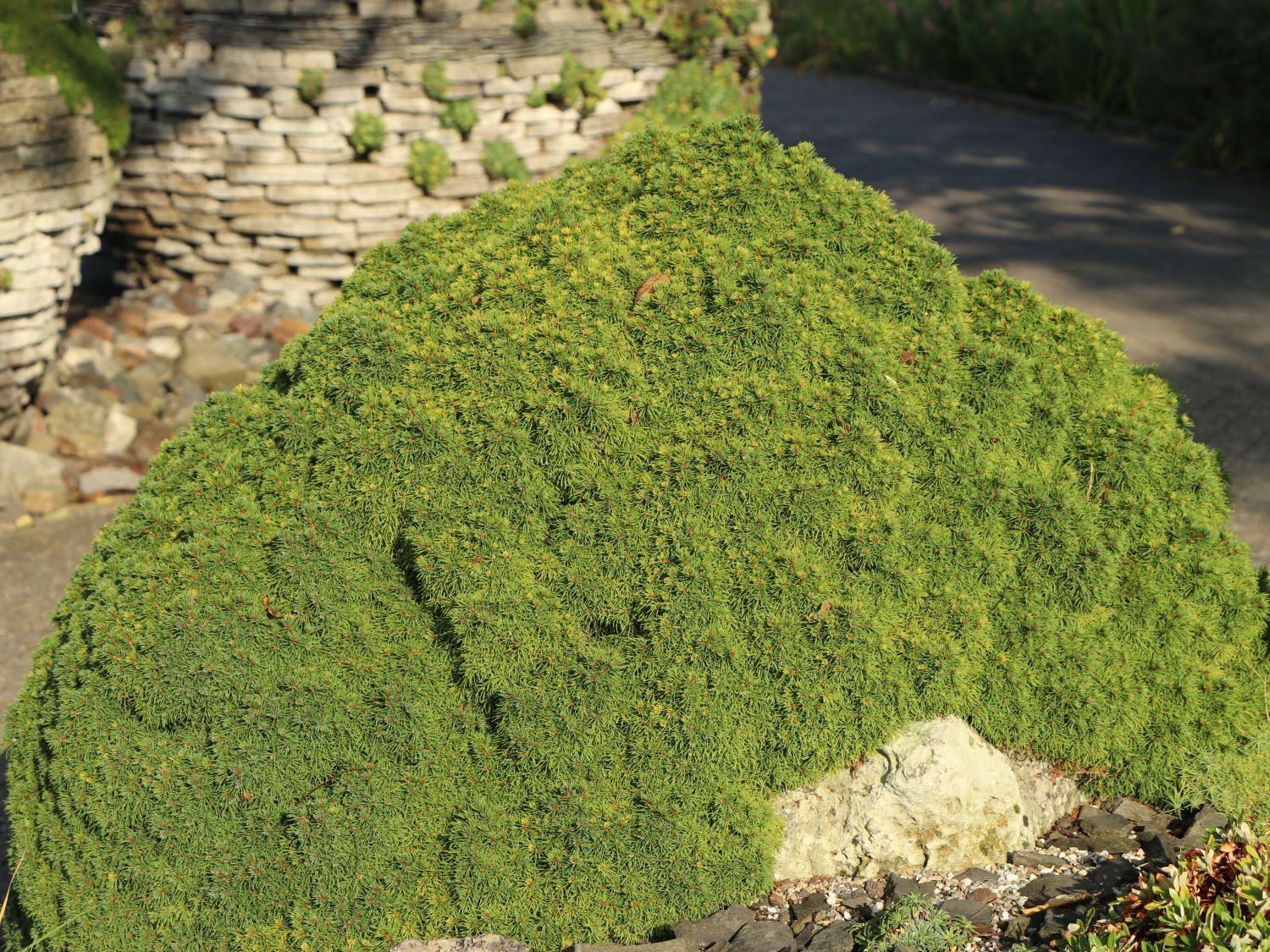 Kugelfichte 'Alberta Globe'