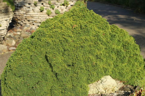 Kugelfichte 'Alberta Globe' - Picea glauca 'Alberta Globe'