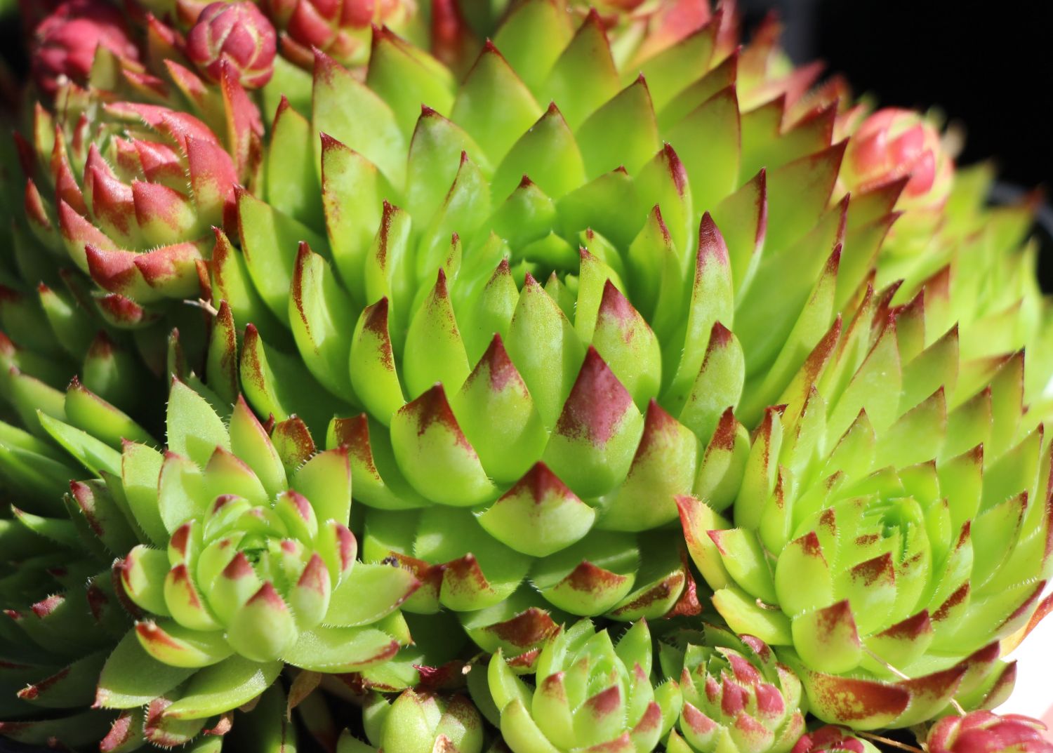 Kugelige Wirbel-Steinwurz