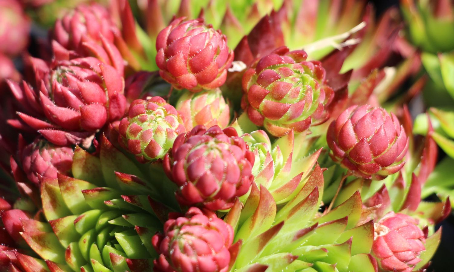 Jupiterbart (Jovibarba)