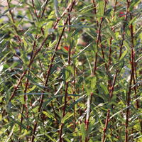 Kugelweide 'Nana' - Salix purpurea 'Nana'