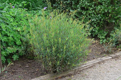 Kugelweide 'Nana' - Salix purpurea 'Nana'