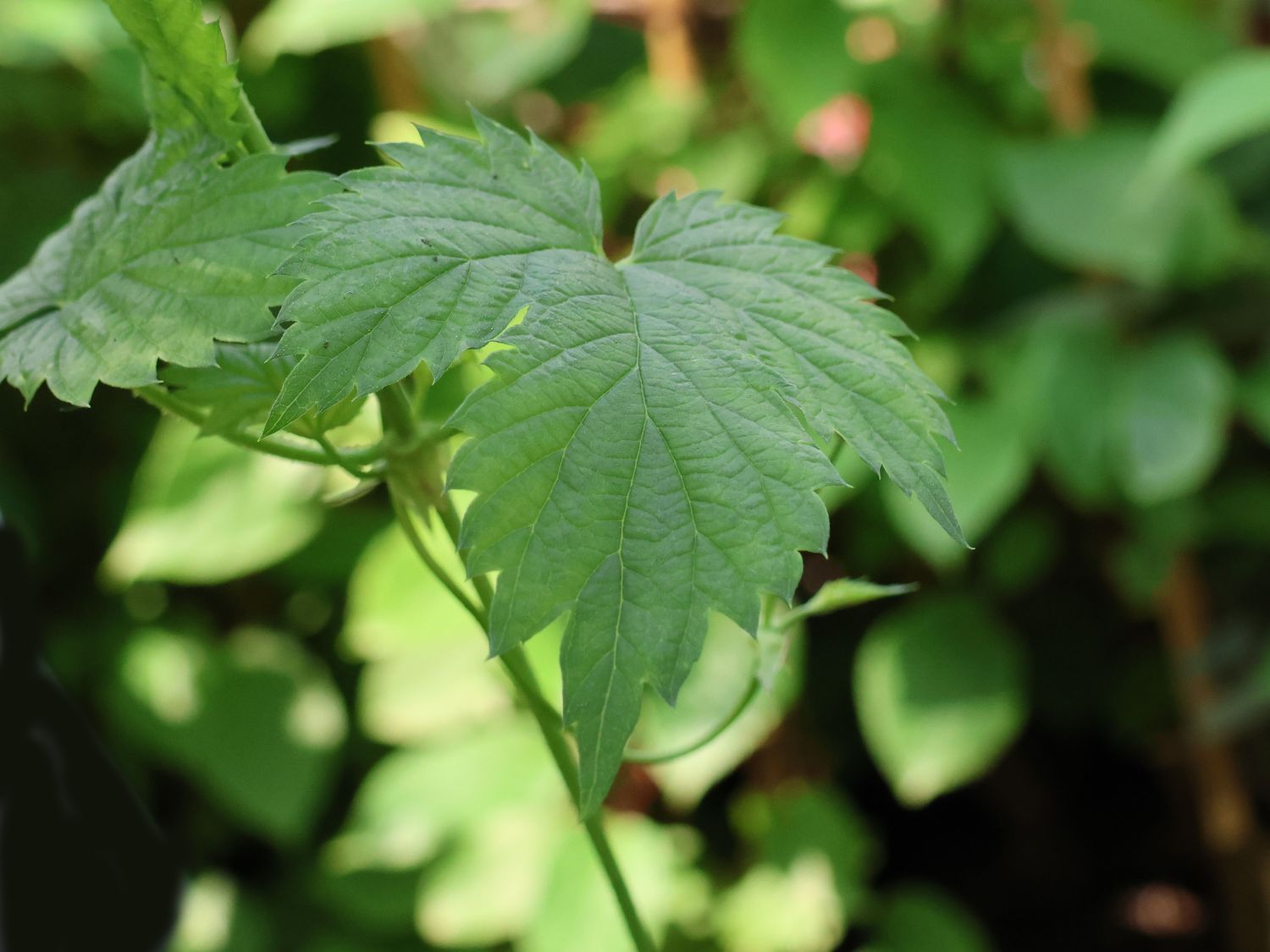 Kulturhopfen 'Hallertauer Tradition' - Humulus lupulus 'Hallertauer Tradition'