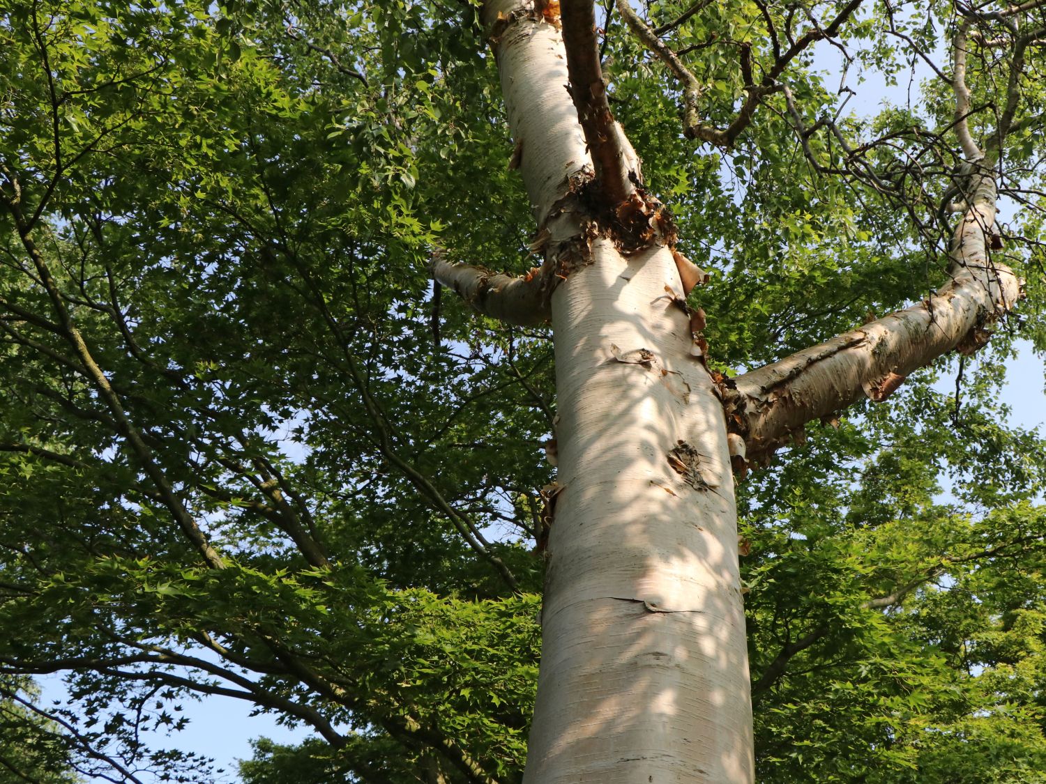 Kupfer-Birke 'Fascination' - Betula albosinensis 'Fascination'