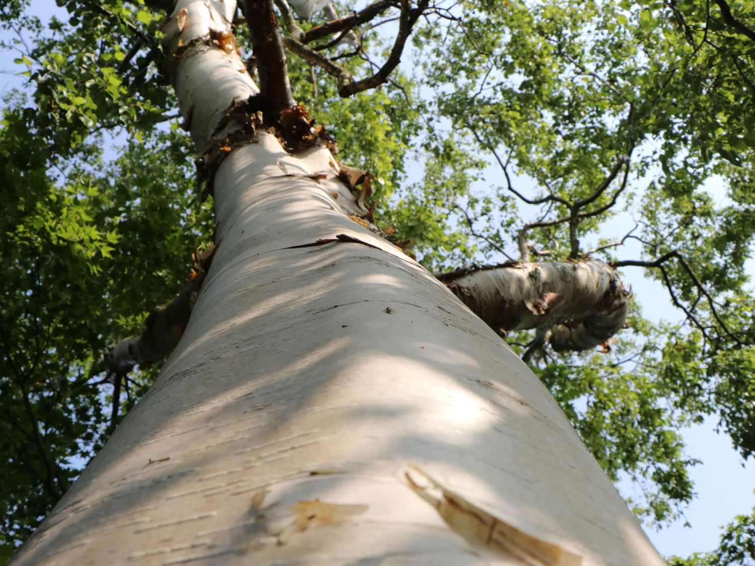 Kupfer-Birke 'Fascination' - Betula albosinensis 'Fascination'