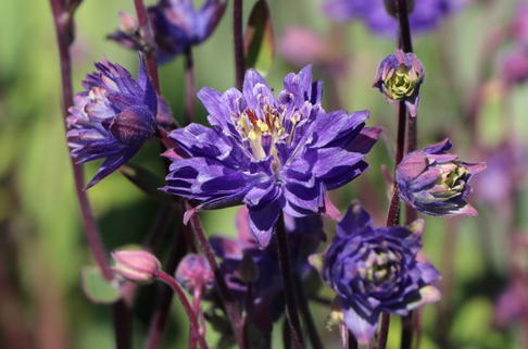 Kurzspornige Akelei 'Clementine Blue' - Aquilegia vulgaris 'Clementine Blue'