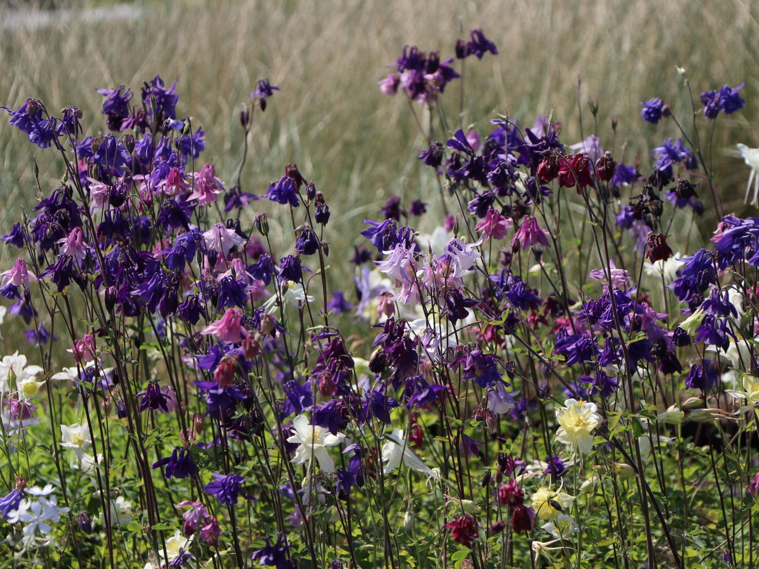 Kurzspornige Akelei 'Grandmothers Garden'
