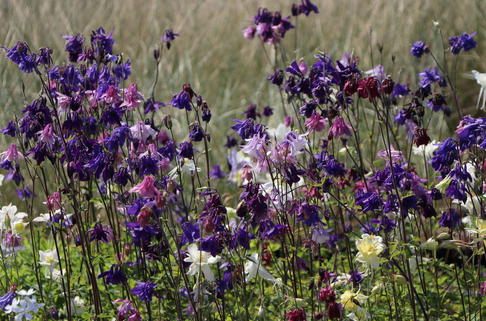 Kurzspornige Akelei 'Grandmothers Garden' - Aquilegia vulgaris 'Grandmothers Garden'
