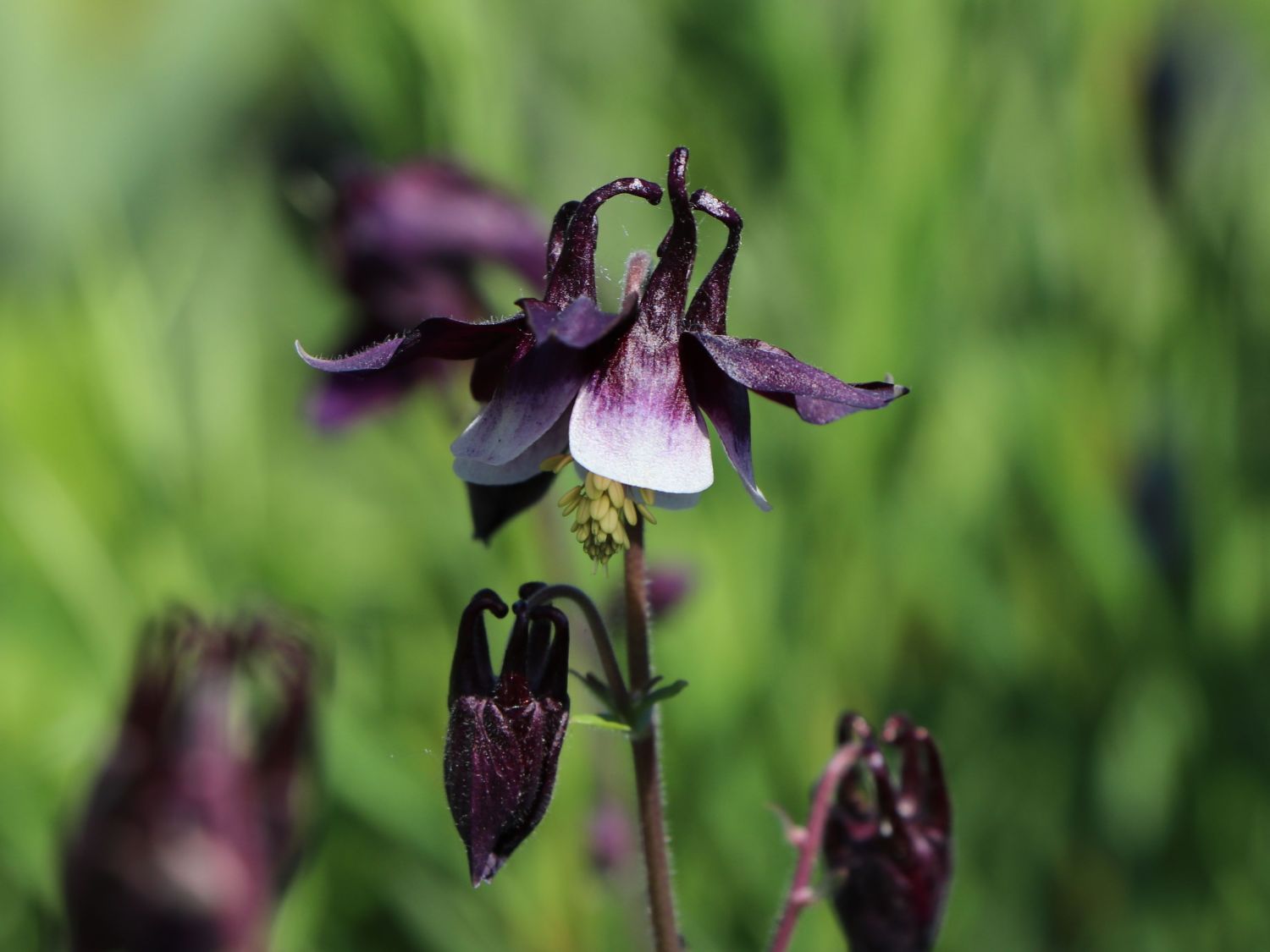 Kurzspornige Akelei 'William Guiness'