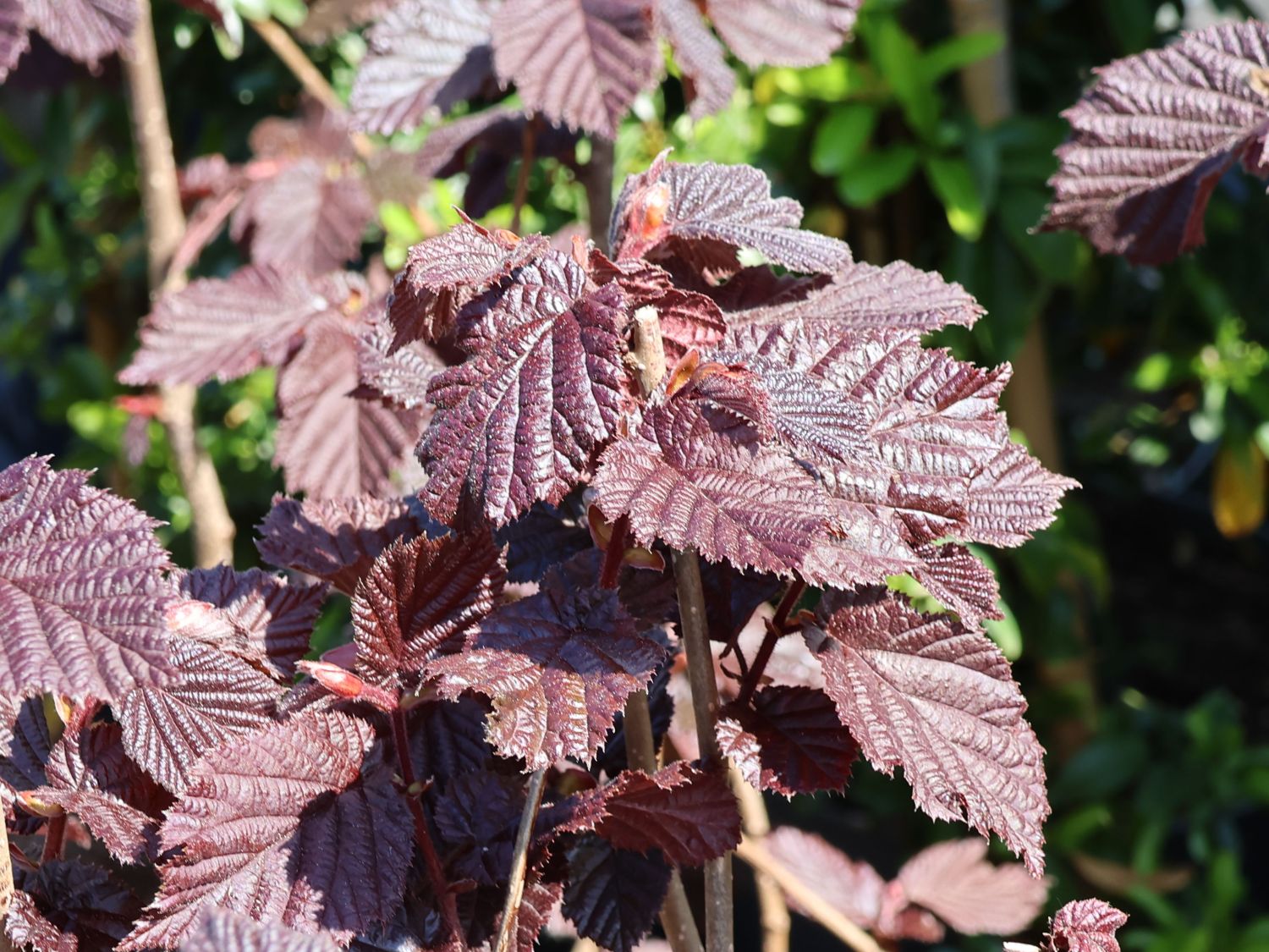 Lambertshasel 'Juningia' - Corylus maxima 'Juningia'