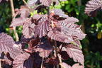 Lambertshasel 'Juningia' - Corylus maxima 'Juningia'