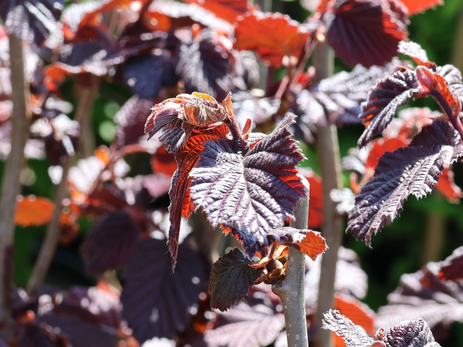 Lambertshasel 'Juningia' - Corylus maxima 'Juningia'