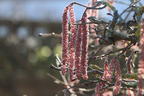 Lambertshasel 'Rode Lambert' - Corylus maxima 'Rode Lambert'