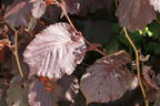 Lambertshasel 'Rode Lambert' - Corylus maxima 'Rode Lambert'