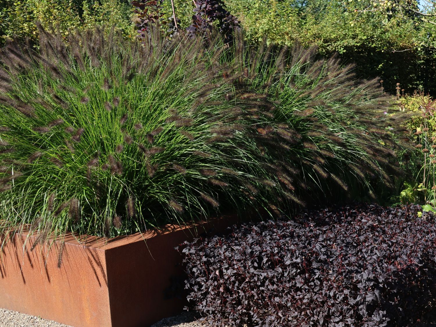 Lampenputzergras 'Black Beauty'