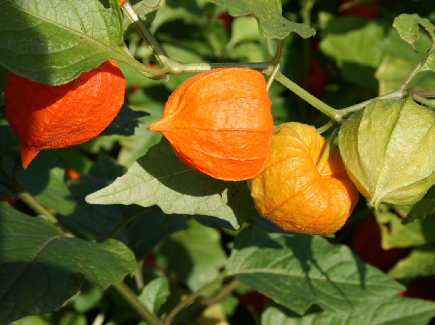 Lampionblume - Physalis alkekengi var. franchetii