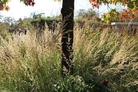 Land-Reitgras - Calamagrostis epigejos