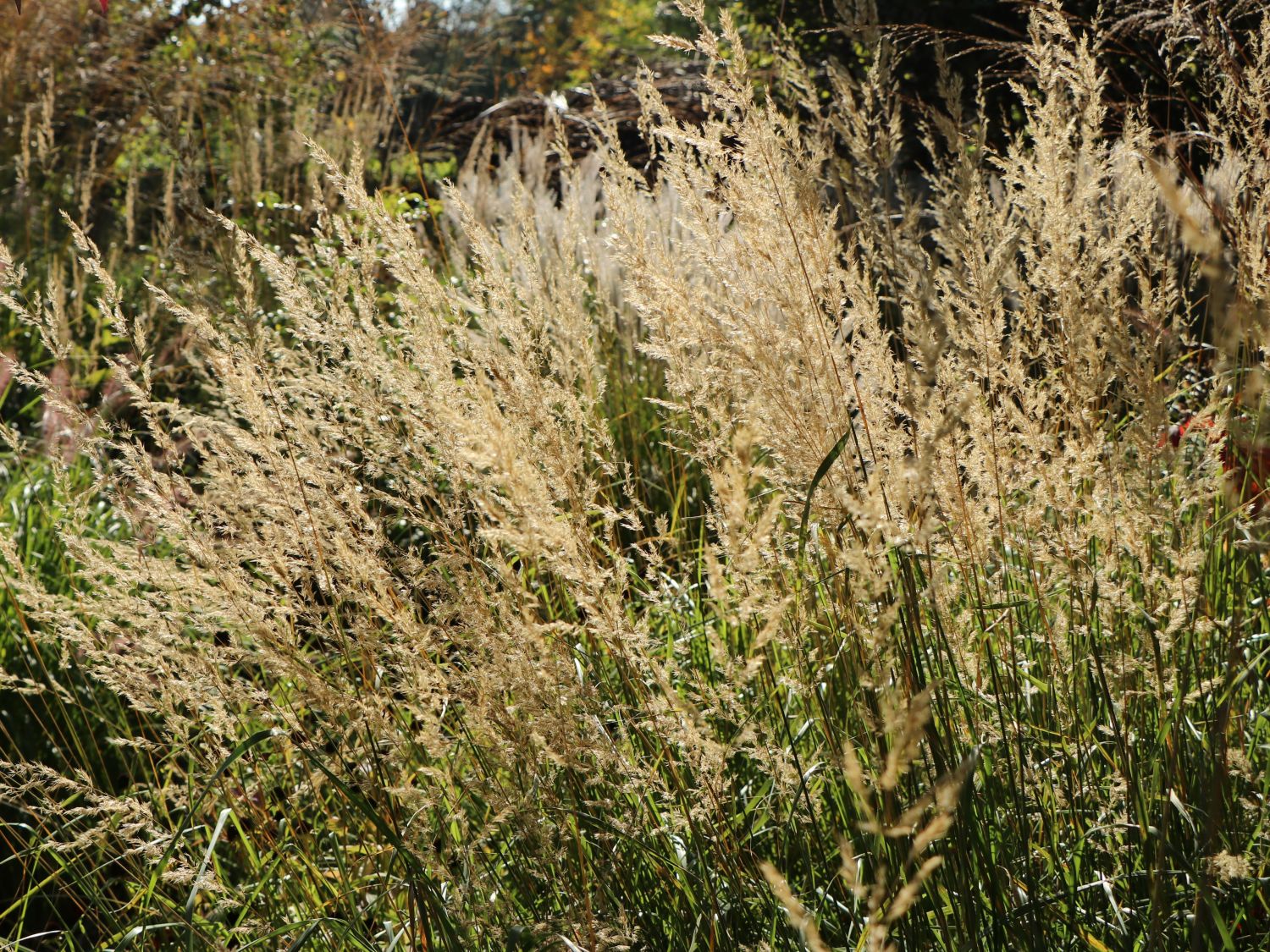 Land-Reitgras - Calamagrostis epigejos
