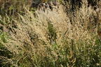 Land-Reitgras - Calamagrostis epigejos