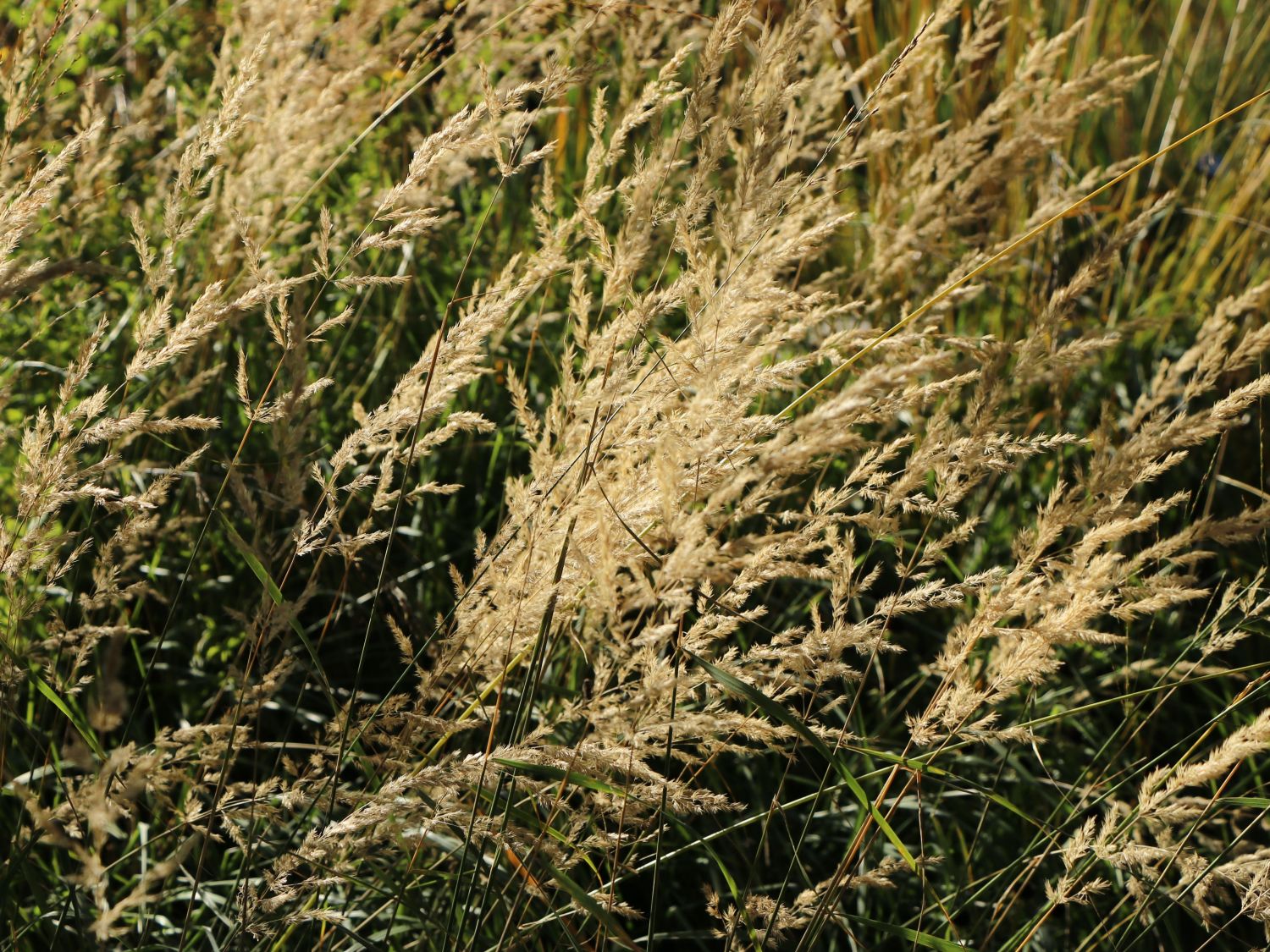 Land-Reitgras - Calamagrostis epigejos