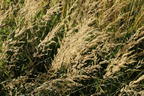 Land-Reitgras - Calamagrostis epigejos