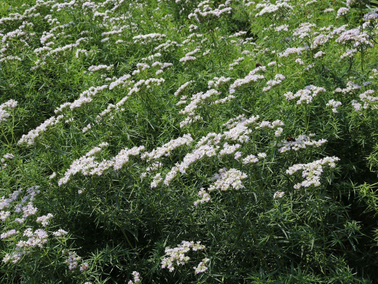 Langblättrige Scheinbergminze - Pycnanthemum tenuifolium