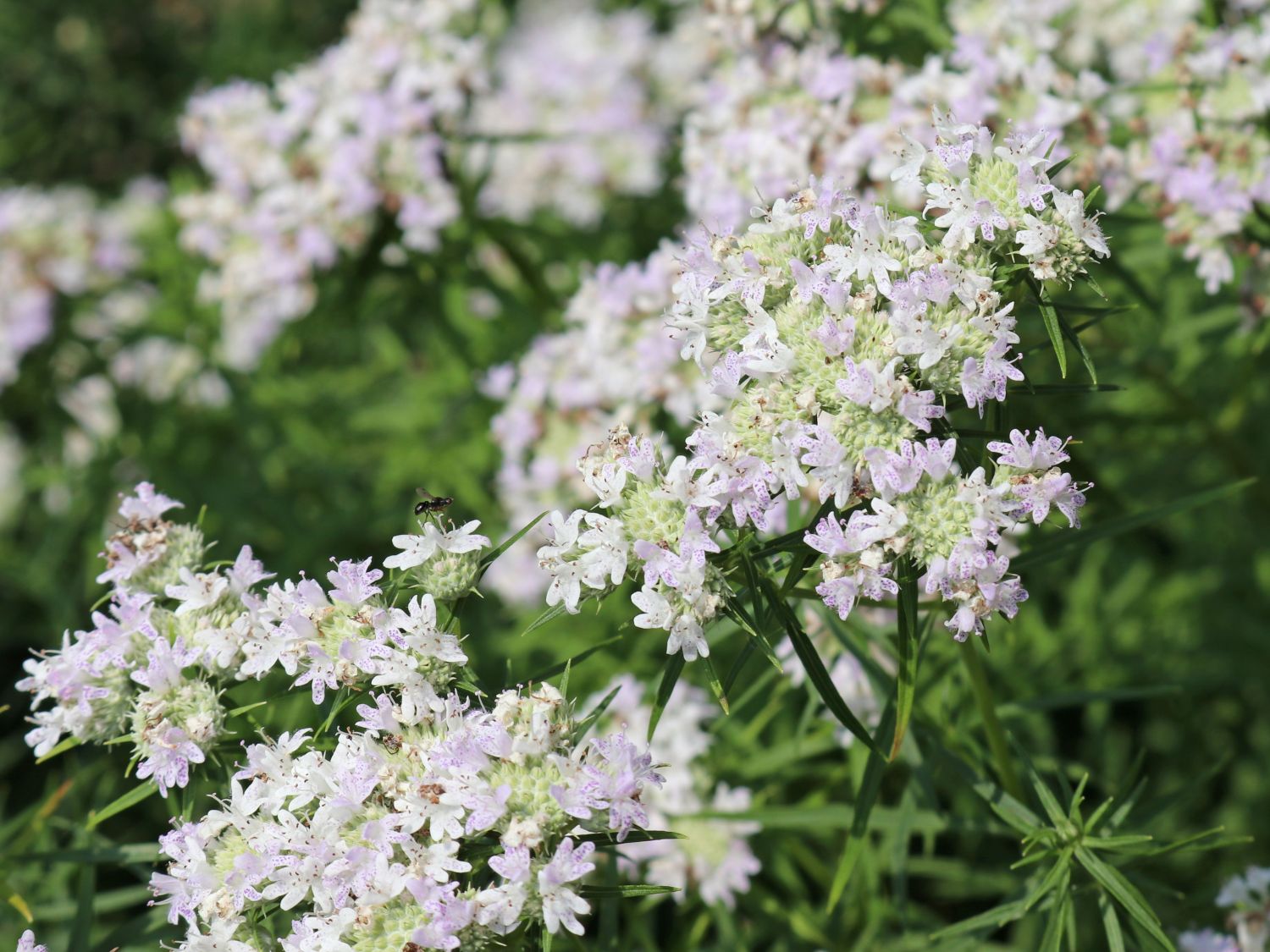 Langblättrige Scheinbergminze - Pycnanthemum tenuifolium